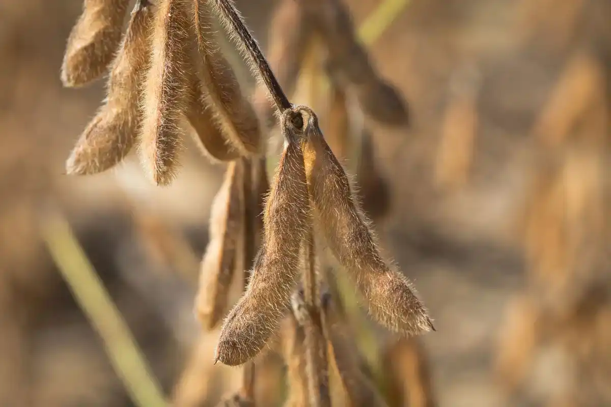 Nahaufnahme reifer Sojabohnenhülsen am Feld